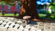 _DSF1379_DxO