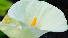 _DSC0222_DxO