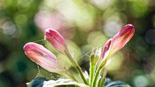 _DSC0223_DxO
