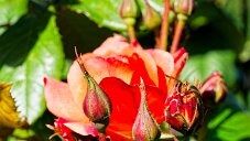 _DSC0229_DxO