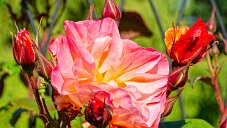 _DSC0231_DxO