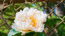 _DSC0240_DxO