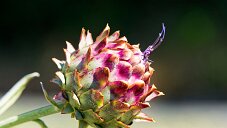 _DSC1070_DxO