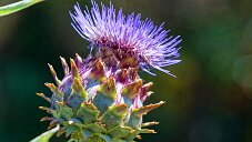 _DSC1071_DxO