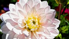 _DSC1078_DxO