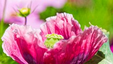 _DSC1084_DxO